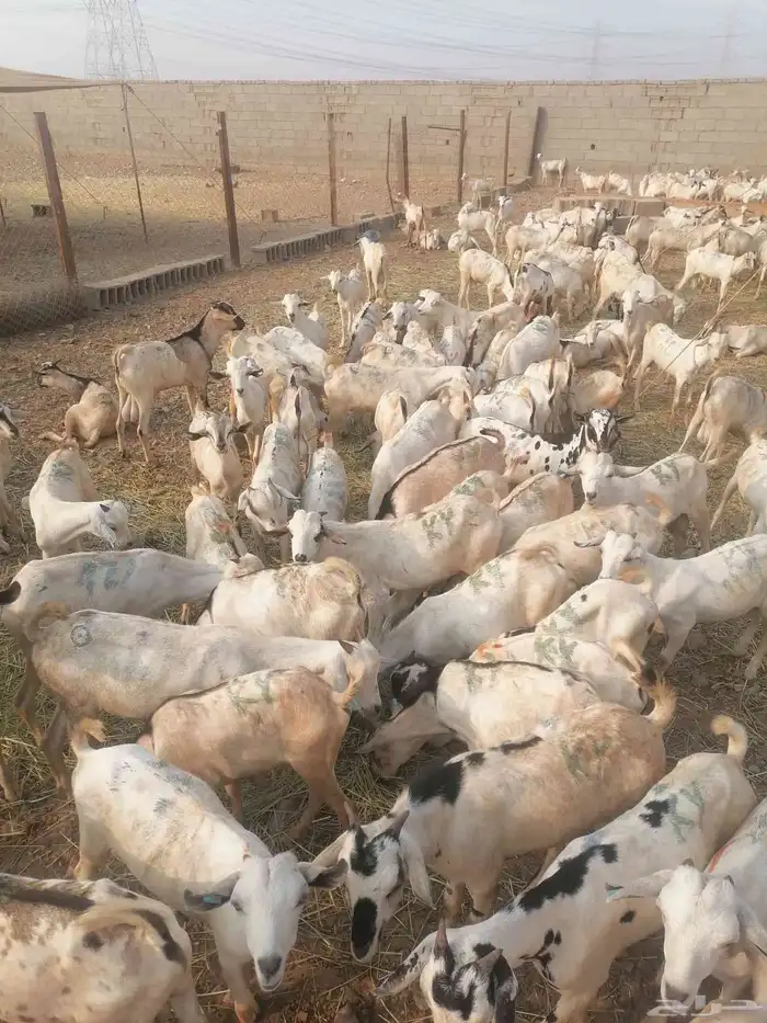 تيوس بحارة جذعان رافعه درجه اولئ 5