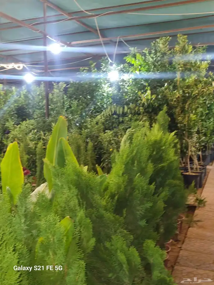 عشب ثيل طبيعي وصناعي وجميع الأشجار والزهور المثمره والمزهره 8