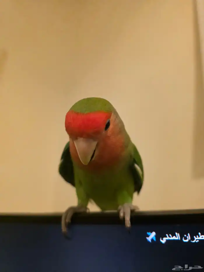 طائر روز رد فيس 3