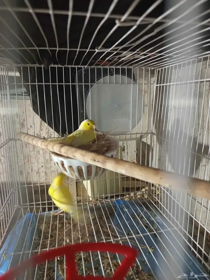 زوجان من طيور الكناري الطائر جاهزان للعش 2