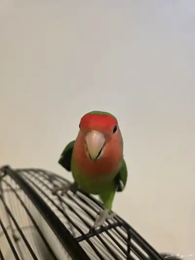 طائر روز رد فيس index