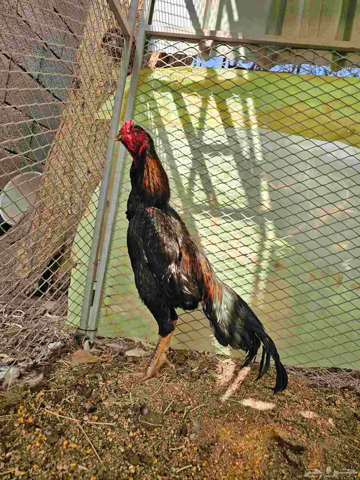 ديك شامو الماني هزاز 5