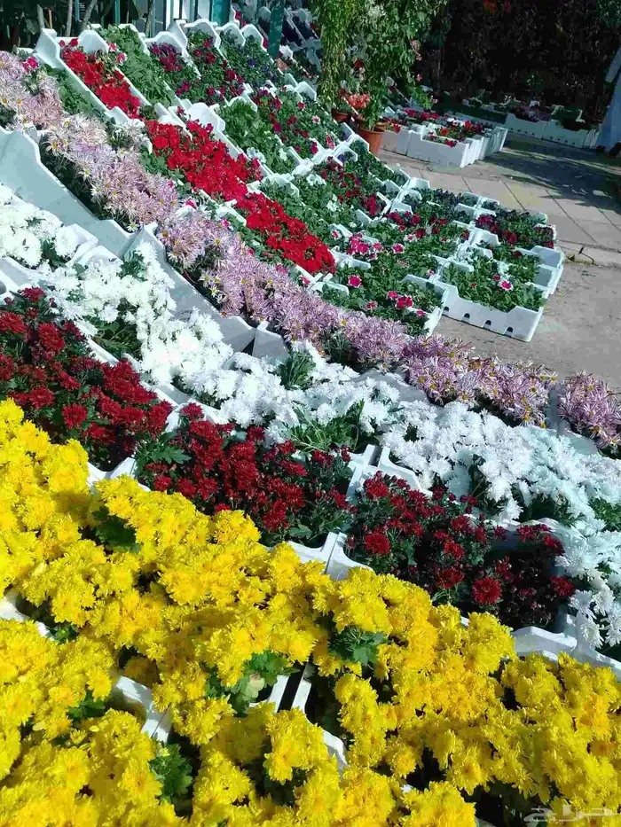 مصطفى بيع جميع انواع النخل والشجر والعشيب والورد والزهر 6