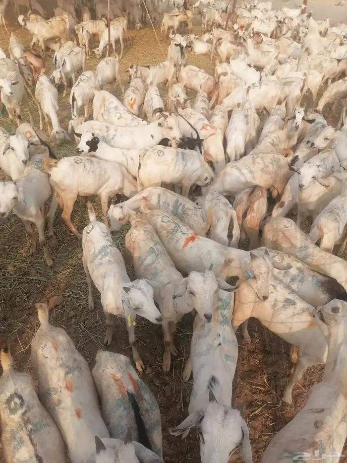 تيوس بحارة جذعان رافعه درجه اولئ 6