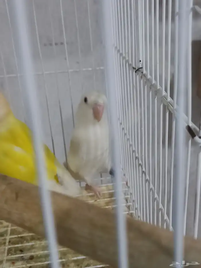 زوجين روز منتجة...فخمه 1