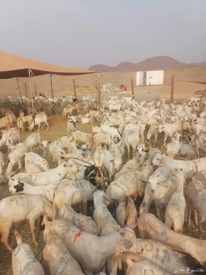 تيوس بحارة جذعان رافعه درجه اولئ 8