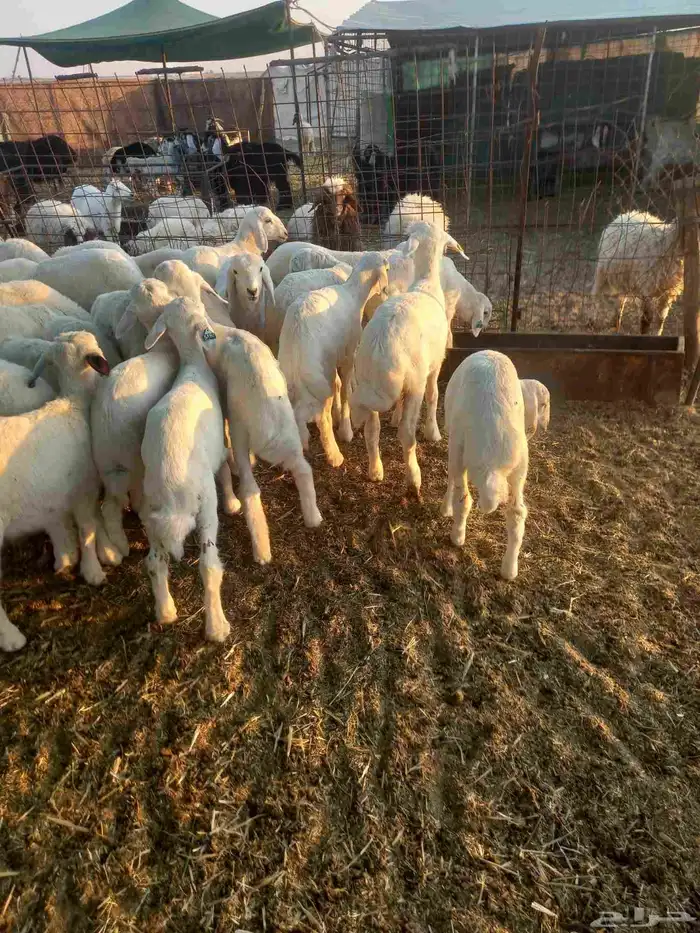 للبيع هرافي حريات ربط مراح واحد طيبات وسليمه شرط 0