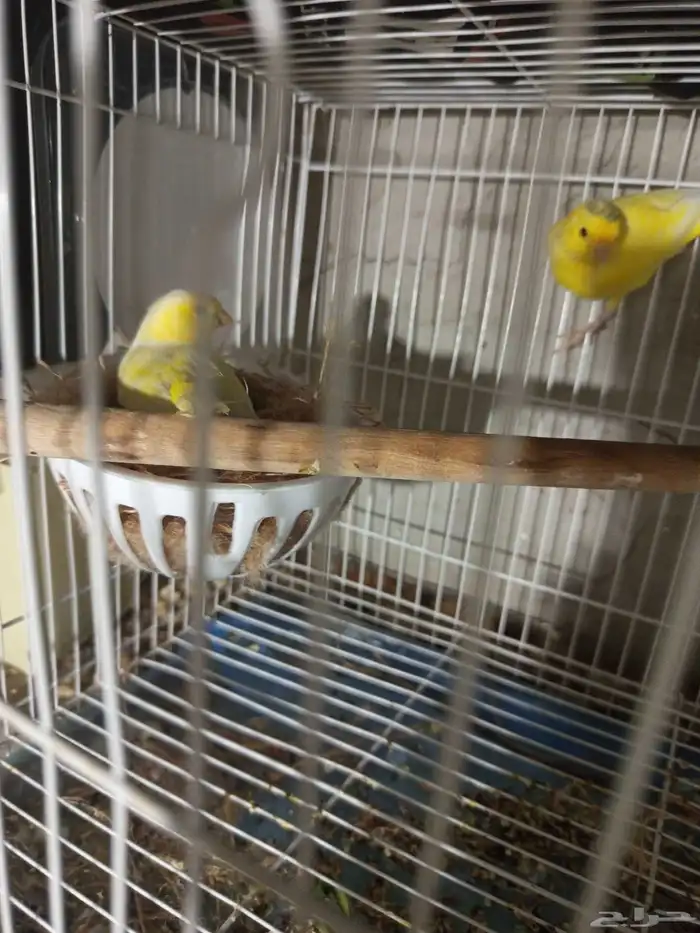 زوجان من طيور الكناري الطائر جاهزان للعش 5