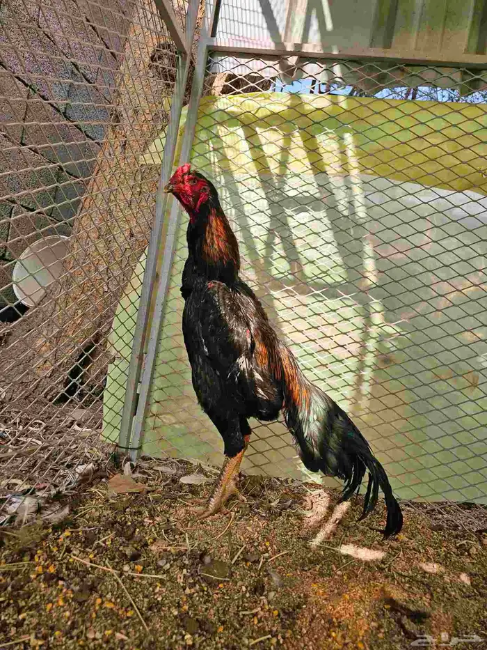 ديك شامو الماني هزاز 4