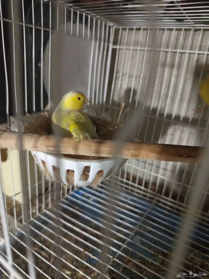 زوجان من طيور الكناري الطائر جاهزان للعش 4