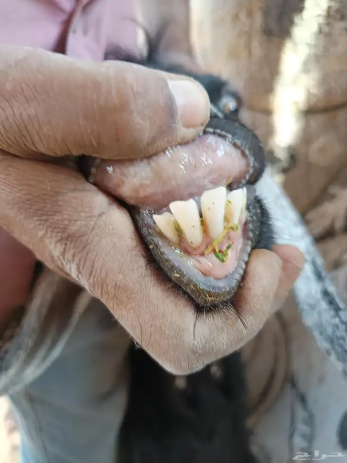 معزا دفيع وصغار سن 1