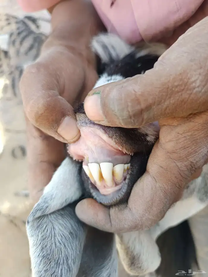 معزا دفيع وصغار سن 0