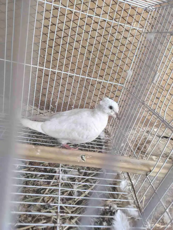 للبيع ارانب انثتين وذكر وعيالهم 2 3