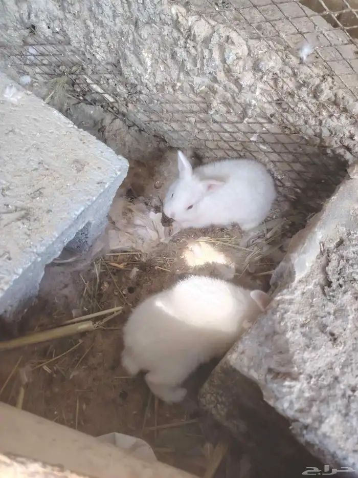 للبيع ارانب انثتين وذكر وعيالهم 2 0