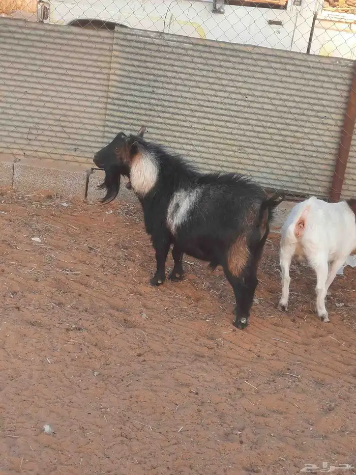 ماعز قزمي للبيع او البدل المناسب 0