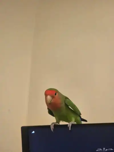 طائر روز رد فيس index