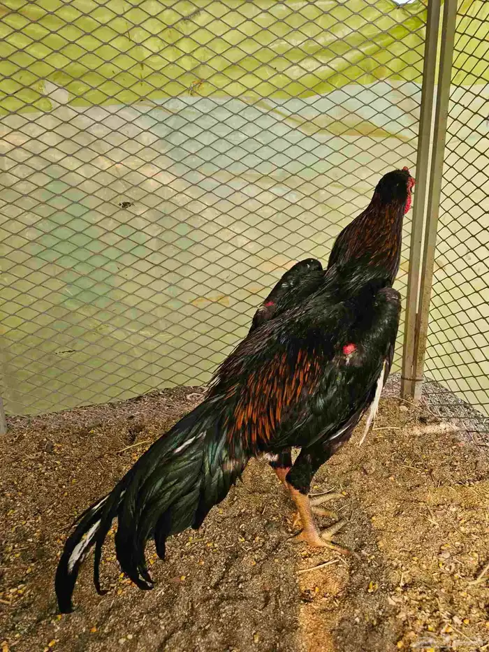 ديك شامو الماني هزاز 0