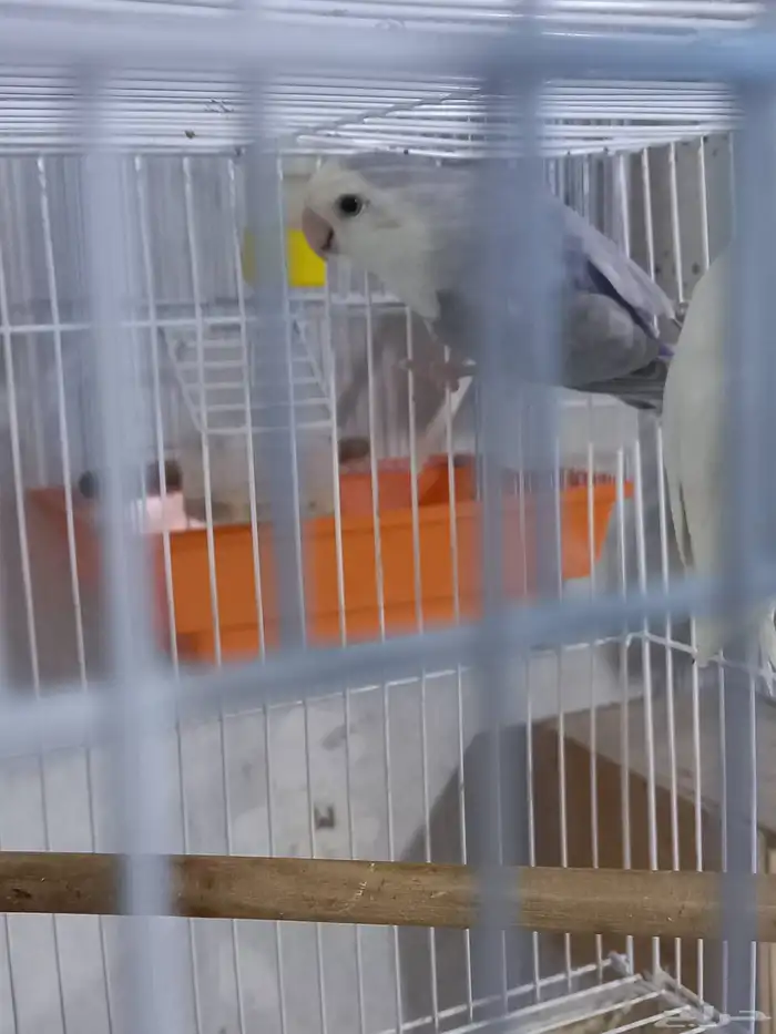 زوجين روز منتجة...فخمه 6