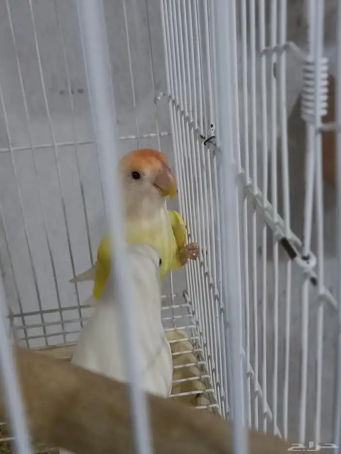 زوجين روز منتجة...فخمه 2