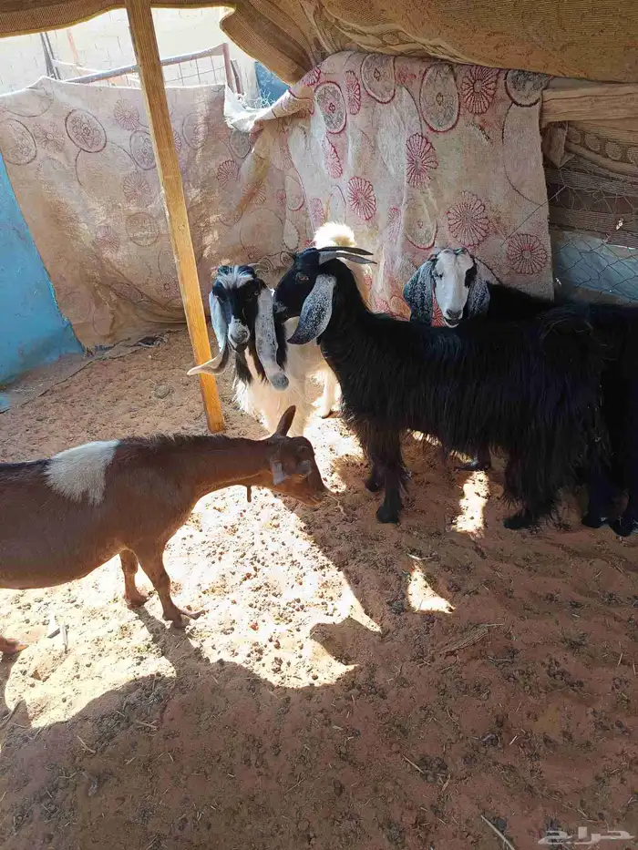 معزا دفيع وصغار سن 4