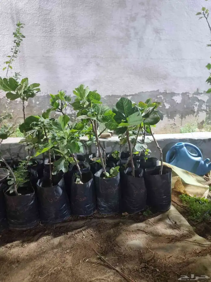 شتلات تين وتوت 0