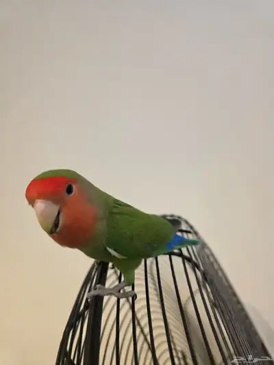 طائر روز رد فيس index