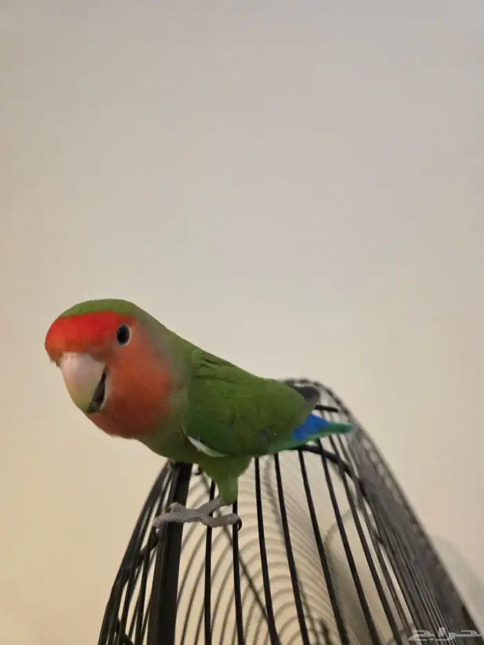 طائر روز رد فيس 0