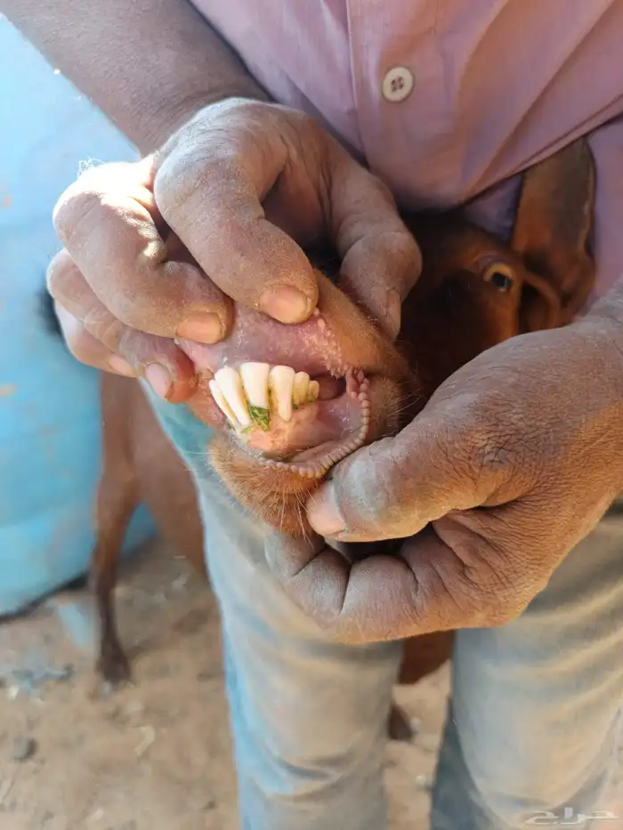 معزا دفيع وصغار سن 2