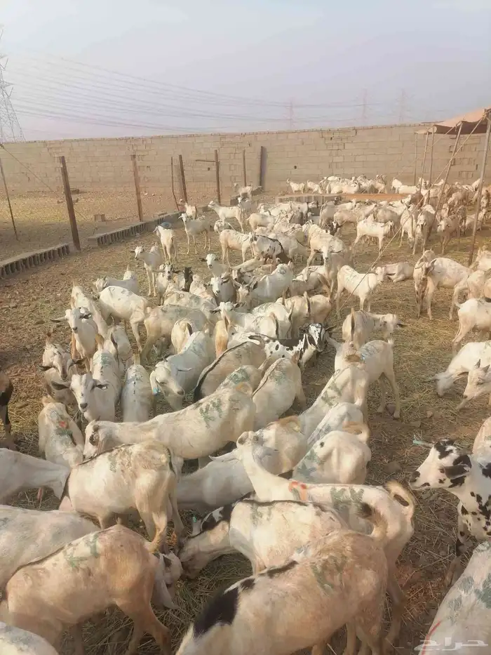 تيوس بحارة جذعان رافعه درجه اولئ 9