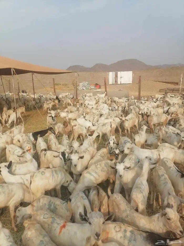 تيوس بحارة جذعان رافعه درجه اولئ 4