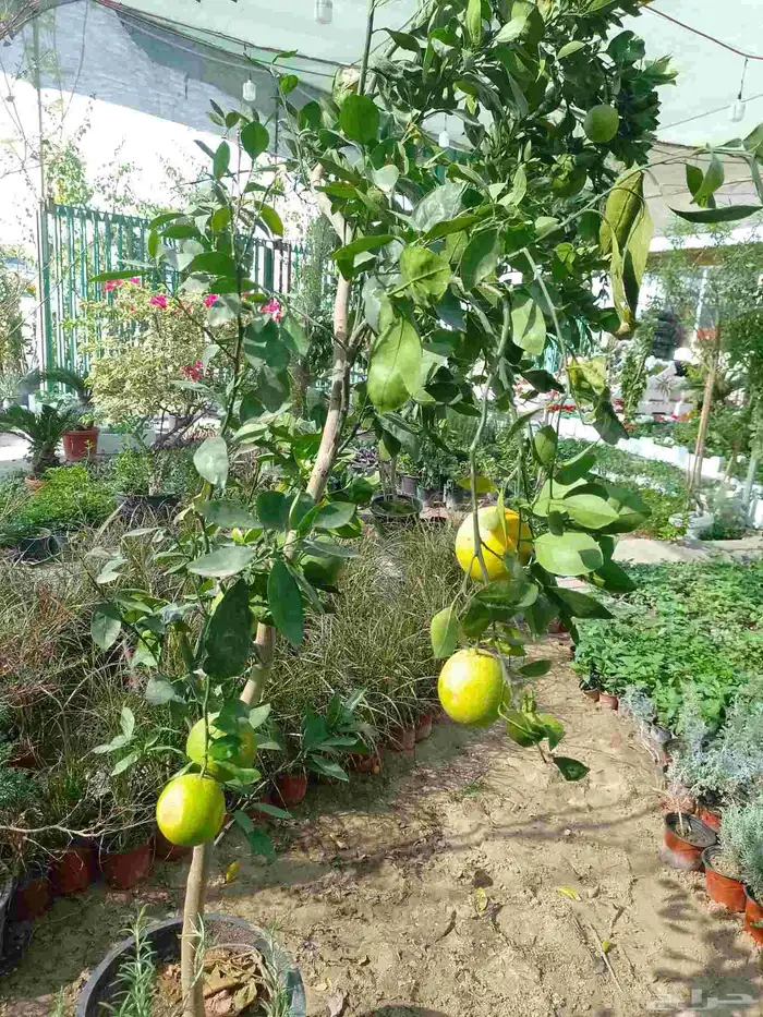 مصطفى بيع جميع انواع النخل والشجر والعشيب والورد والزهر 7