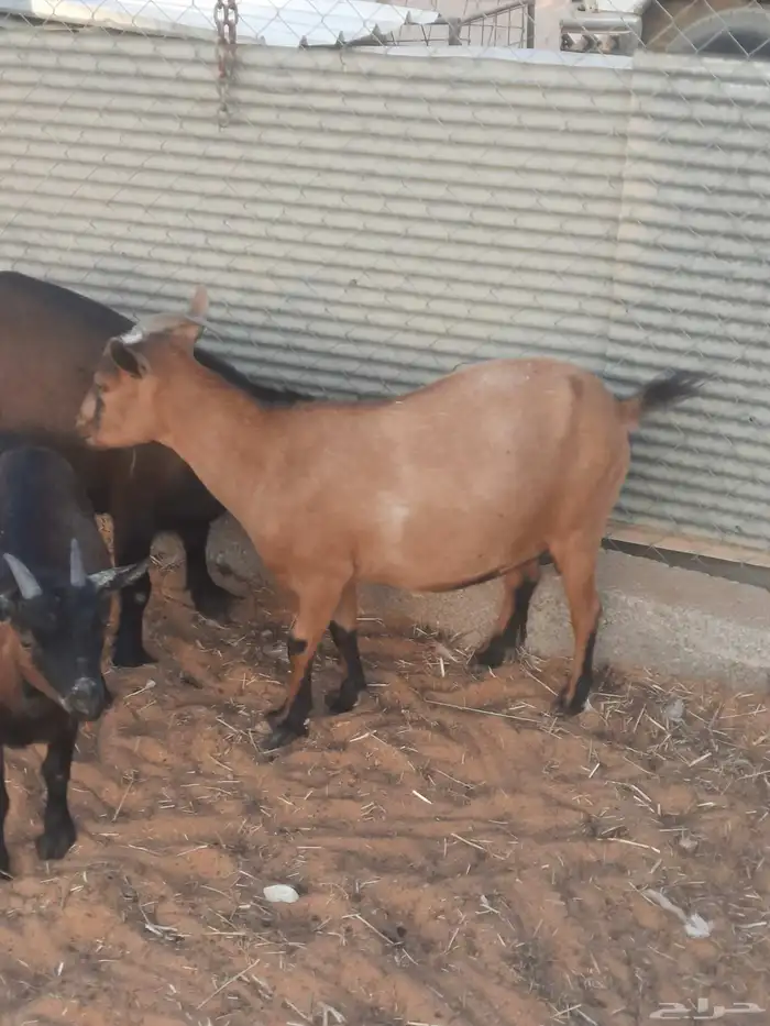 ماعز قزمي للبيع او البدل المناسب 1