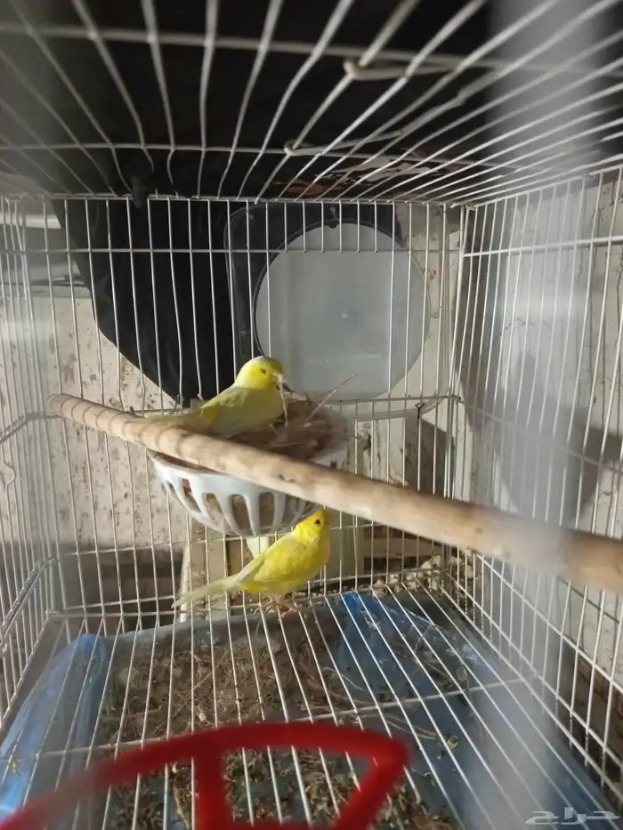 زوجان من طيور الكناري الطائر جاهزان للعش 1