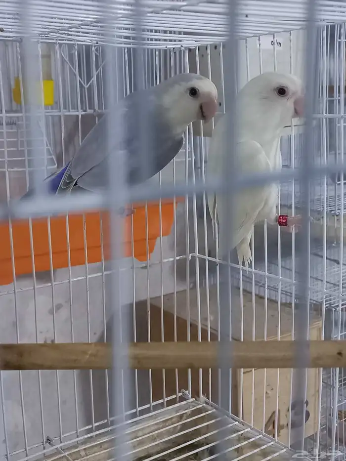 زوجين روز منتجة...فخمه 7