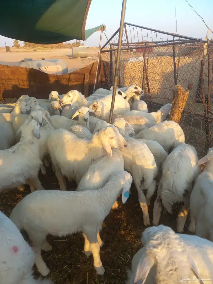 للبيع هرافي حريات ربط مراح واحد طيبات وسليمه شرط 3