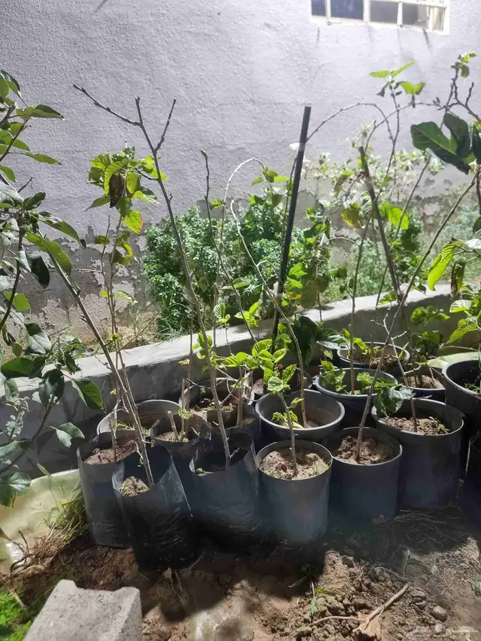 شتلات تين وتوت 2