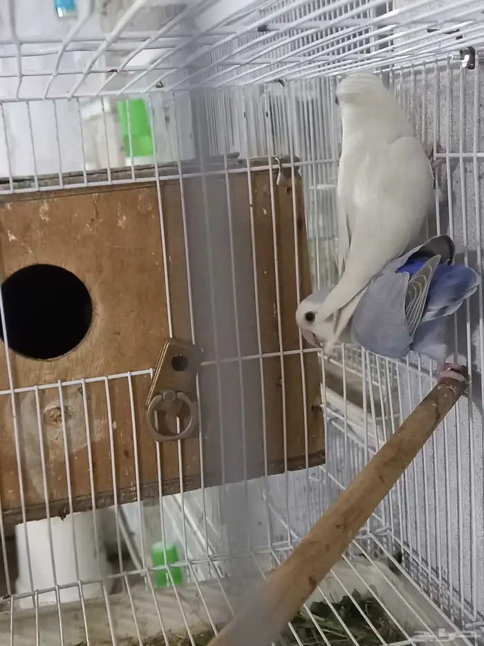 زوجين روز منتجة...فخمه 4