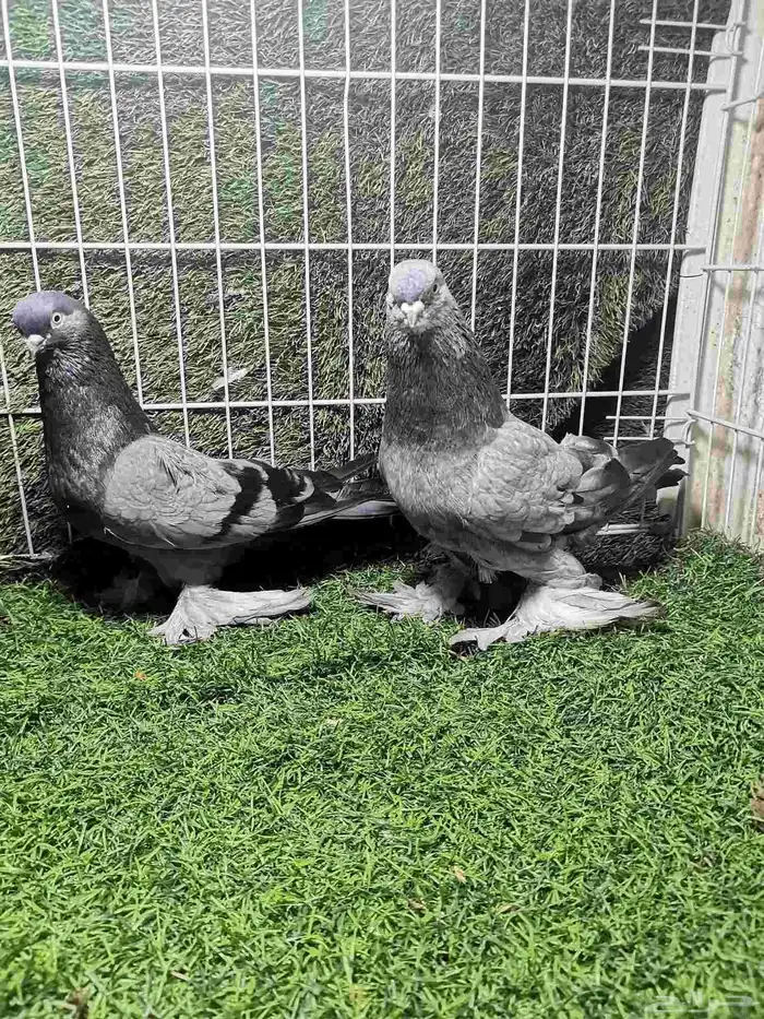 حمام زينه للبيع 9