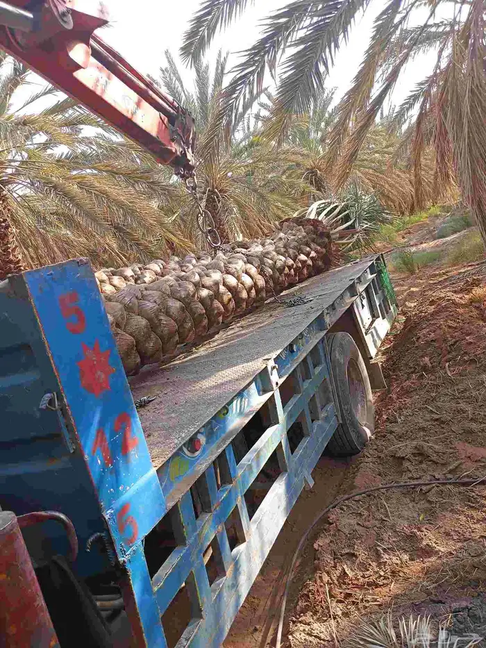 يوجد لدينا نخل مكرب هلال من 3م لا 6م 3