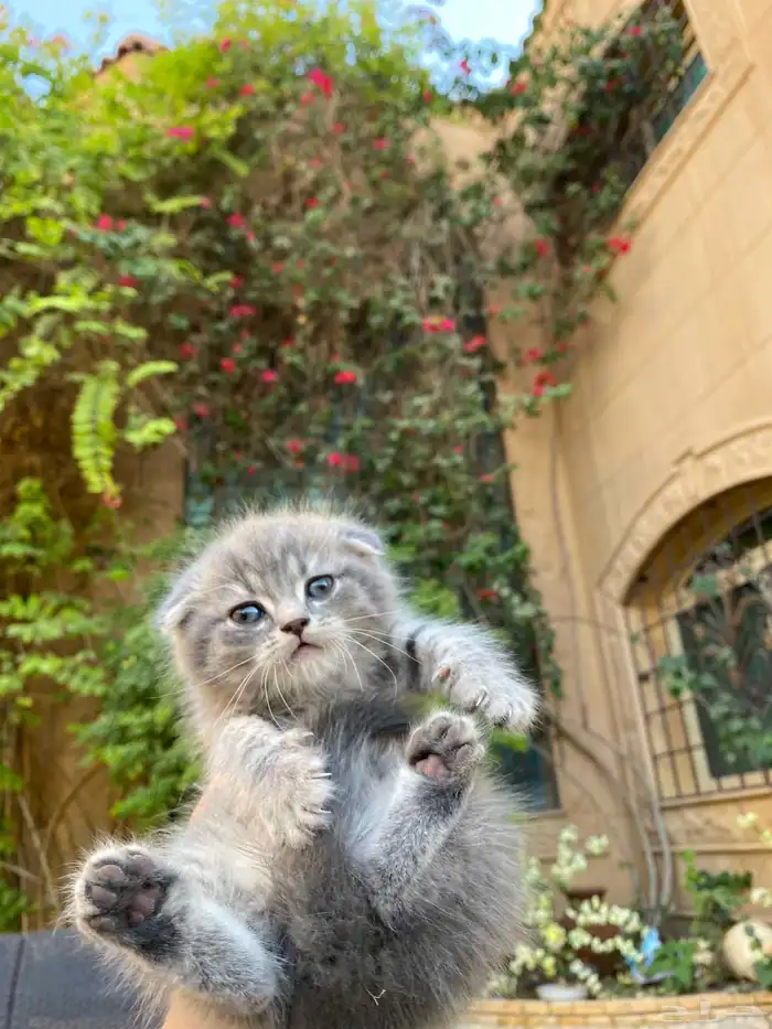 سكوتش فولد مطعمين الوان مميزة للبيع ولايوجد تبني 47