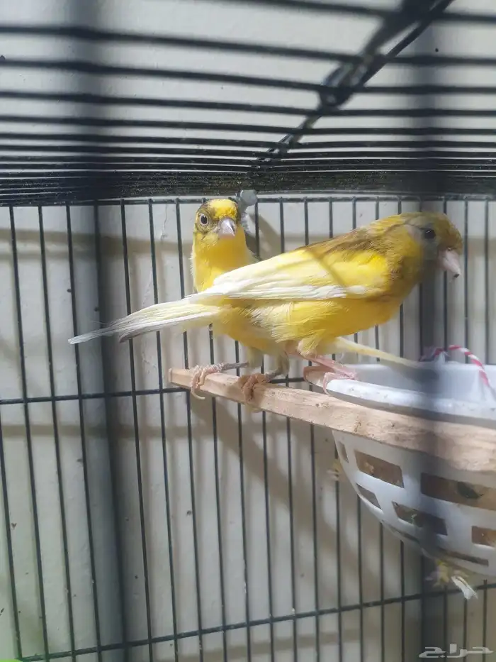 مجموعه طيور للبيع 22