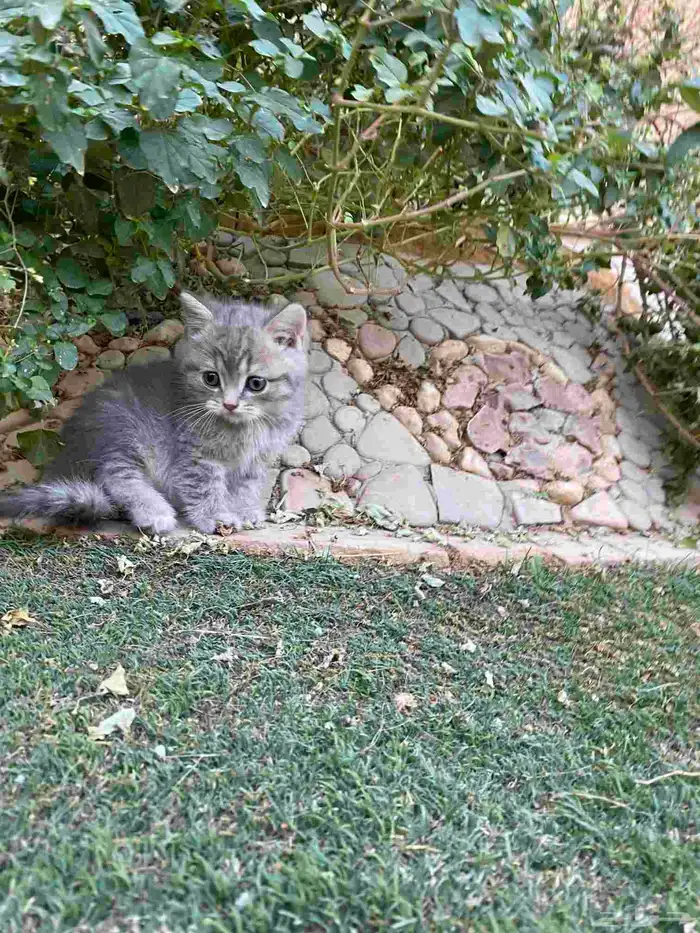 سكوتش فولد مطعمين الوان مميزة للبيع ولايوجد تبني 39