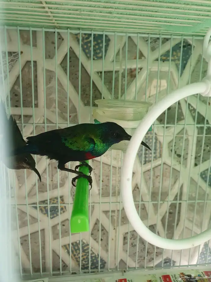 مجموعه طيور للبيع 16