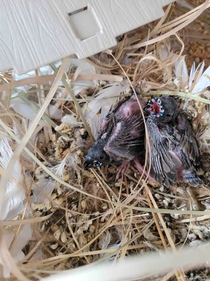 فروخ قولدن فنش 1