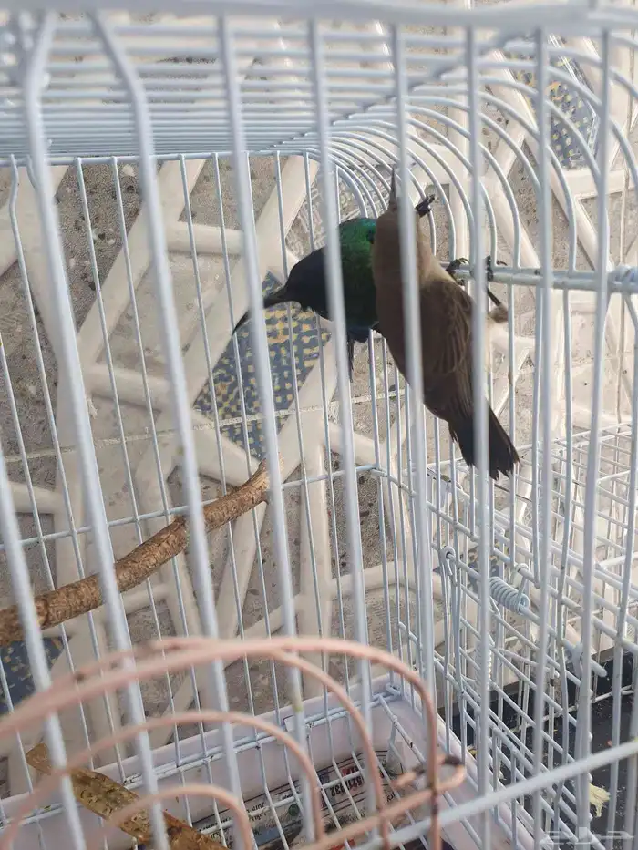 مجموعه طيور للبيع 10