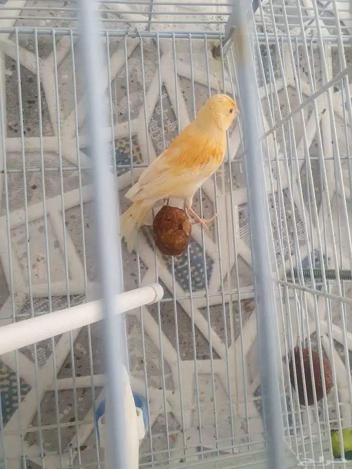 مجموعه طيور للبيع 8