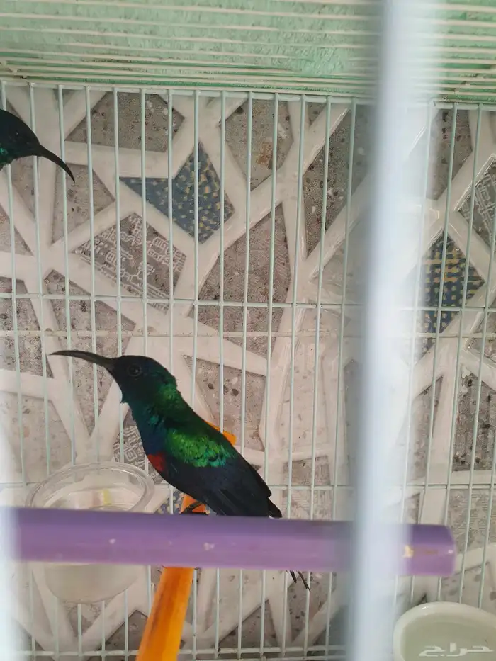 مجموعه طيور للبيع 15