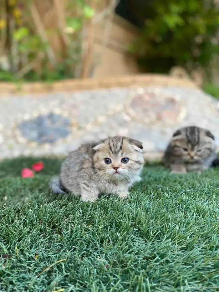 سكوتش فولد مطعمين الوان مميزة للبيع ولايوجد تبني 35