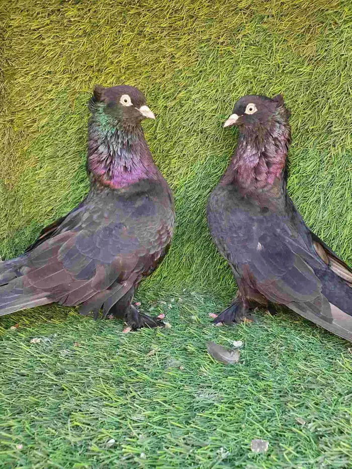 زوج تركي اسود لمعه 2