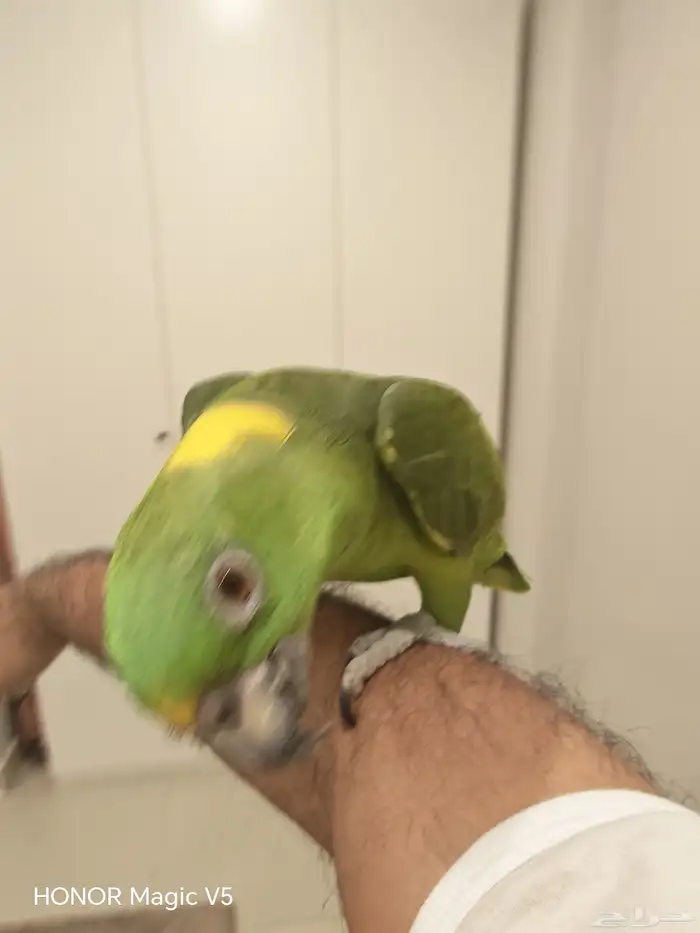 يلوناب للبيع 0